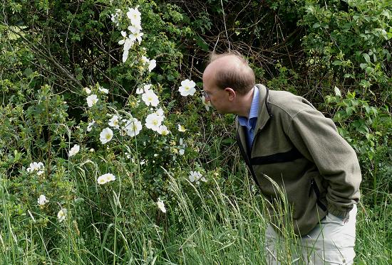 Blühende Bibernellrose