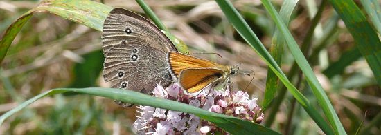 Dickkopffalter und Waldvögelchen