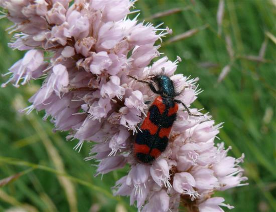 Zottiger Bienenkäfer