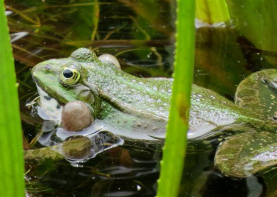 Ein Grünfrosch produziert Schallblasen für ein lautes Froschkonzert.